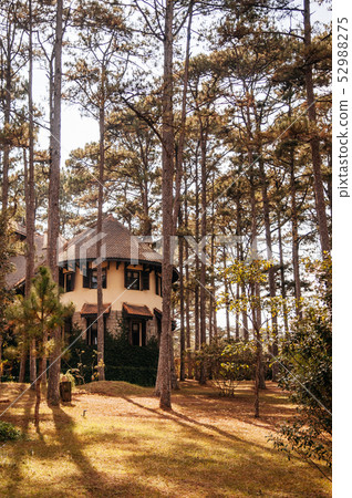 French Colonial House evening sun light and pine French Colonial House evening sun light and pine 52988275
