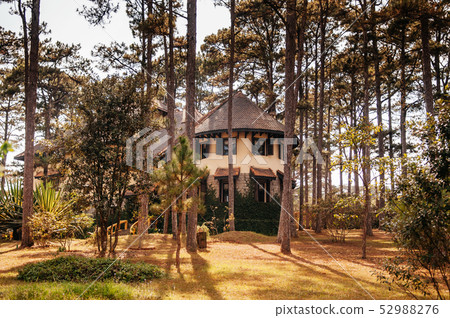 French Colonial House evening sun light and pine French Colonial House evening sun light and pine 52988276