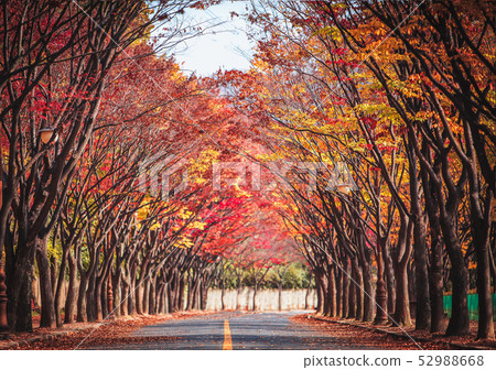 Foliage in the autumn foliage leaves 52988668