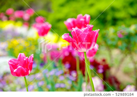 Flower field image Flower field image 52989184