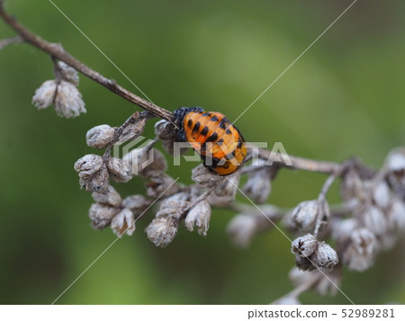 Nana Hoshi Tentou的蛹 52989281