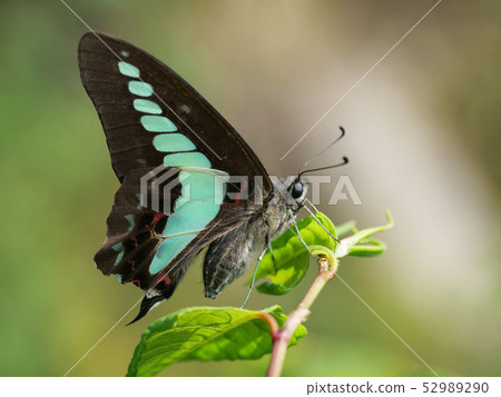 Aosiagehaha 52989290