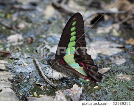 Aosiagehaha 52989291