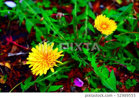Dandelion Dandelion 52989555