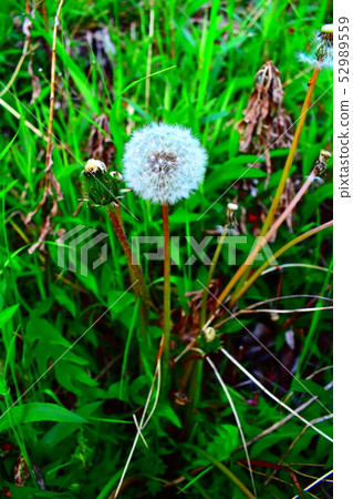 Dandelion Dandelion 52989559