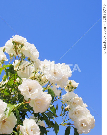 Rose Rose Rose Schnaevichen 52989779