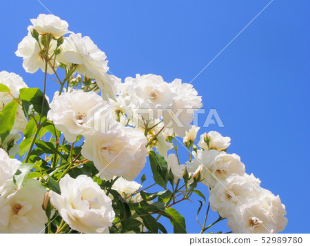 Rose Rose Rose Schnaevichen Rose Rose Rose Schnaevichen 52989780