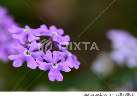 Macro shot of florets Macro shot of florets 52989861