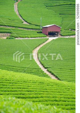 京都府Wazuka / Ishidera地區的茶園1（縱向4） 52989986