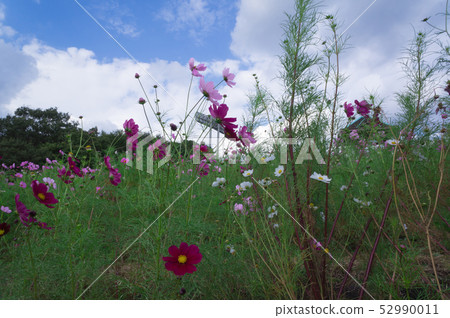 宇宙花園，神戶綜合運動公園波斯菊山 52990011