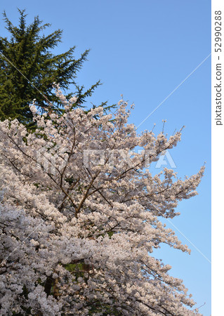 "Mitaka City" Spring Nogawa Park / Sakura 52990288