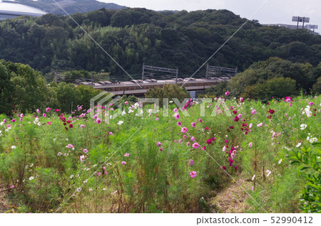Kobe Municipal Subway Crossing the Cosmos Hill, Kobe General Sports Park Cosmos Hill 52990412