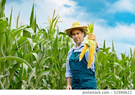 Middle age Farmer hold fresh organic corn cobs in Middle age Farmer hold fresh organic corn cobs in 52990622