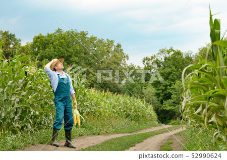 Middle age Farmer inspecting maize at field Middle age Farmer inspecting maize at field 52990624
