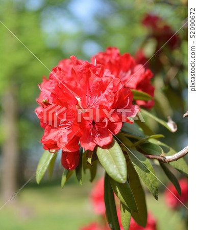 杜鵑花“三鷹市”春天野川公園 杜鵑花“三鷹市”春天野川公園 52990672