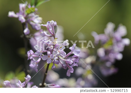 Fujimodoki Fujimodoki 52990715