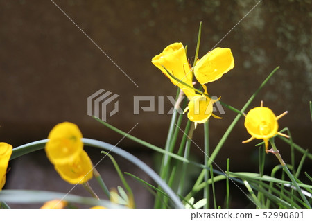 Narcissus · Bourbonkodium 52990801