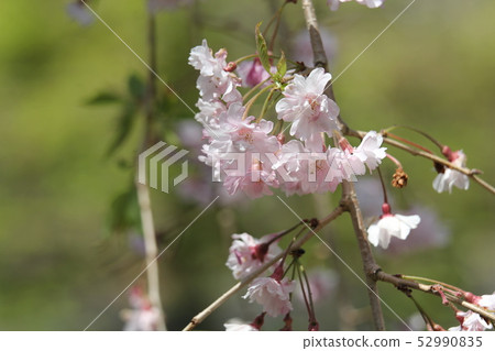 Yao Kurenai branch cherry blossoms 52990835