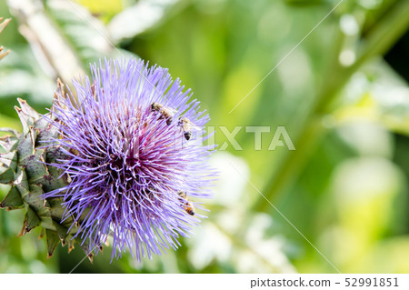 Purple thistle where bees gather Purple thistle where bees gather 52991851
