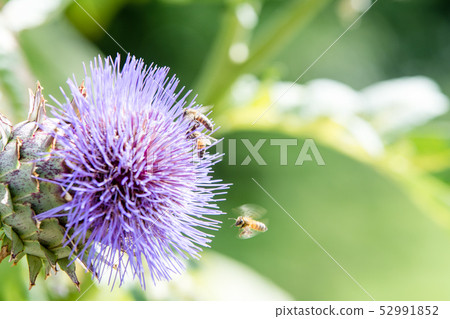 Purple thistle where bees gather 52991852