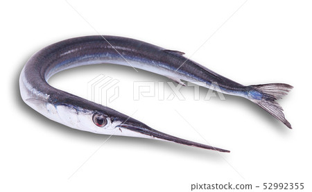 fresh garfish in white background 52992355