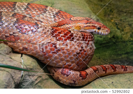 Eastern Corn Snake (Pantherophis guttatus) Eastern Corn Snake (Pantherophis guttatus) 52992802