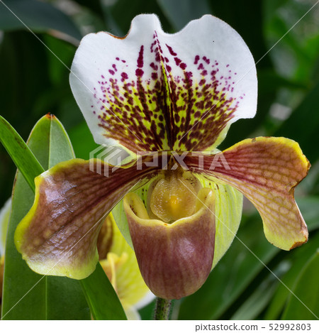 Orchid Paphiopedilum Orchid Paphiopedilum 52992803