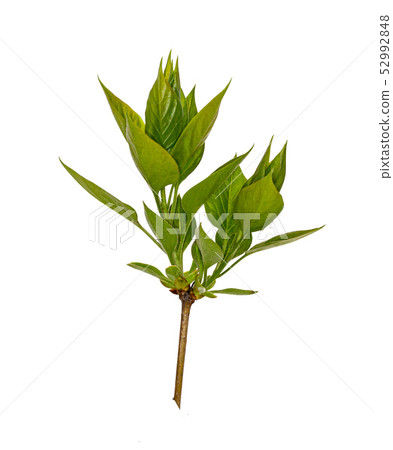 Young sprout of lilac branch. Isolate 52992848