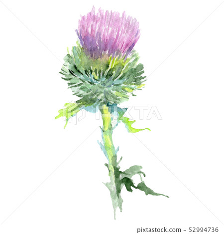 Thistle floral botanical flower. Watercolor background illustration set. Isolated thistle 52994736