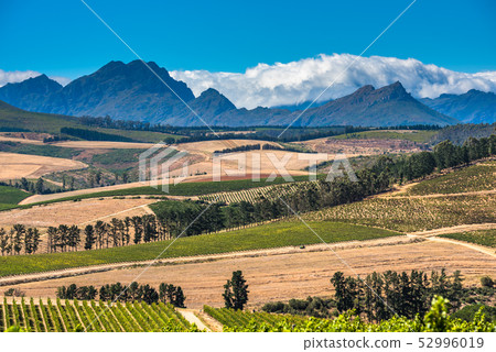 Beautiful landscape of Cape Winelands 52996019