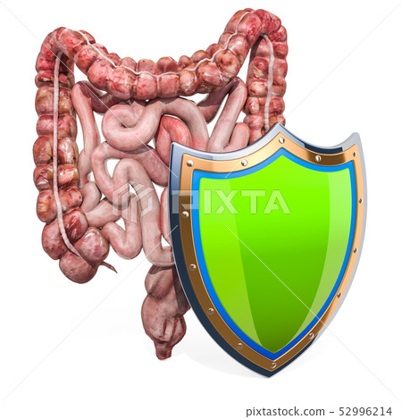 Human intestines with shield, bowel protection Human intestines with shield, bowel protection 52996214