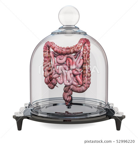 Human intestines covered by glass bell Human intestines covered by glass bell 52996220