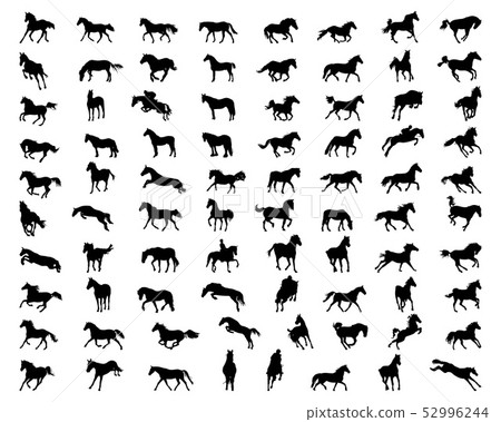 Black silhouettes of horses on a white background 52996244