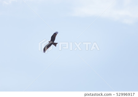 A brown eagle soaring against blue sky 52996917