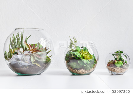 Forarium vases in row 52997260