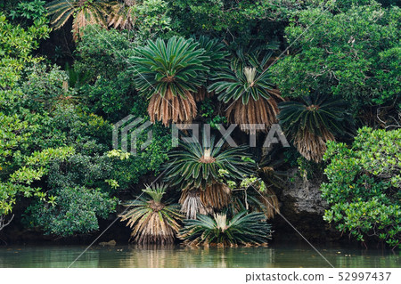Jungle of Ishigakijima Jungle of Ishigakijima 52997437