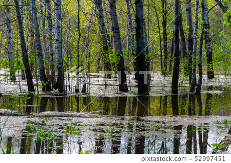 spring forest flooded during high water 52997451
