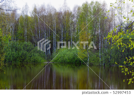 spring forest flooded during high water 52997453