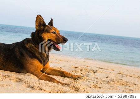 A happy dog relaxing on the beach. A happy dog relaxing on the beach. 52997882