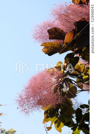 煙樹 煙樹 52998043