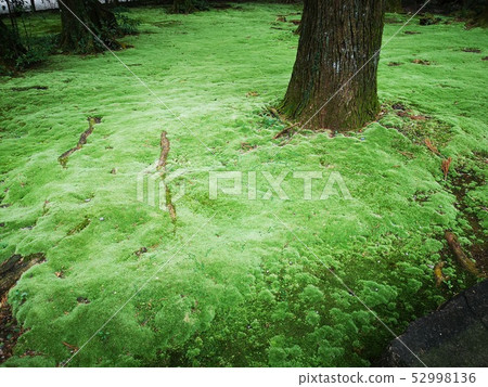Moss Moss 52998136