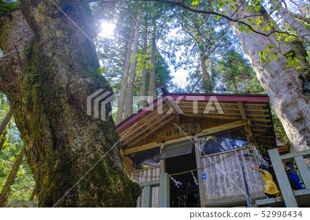 Kamisaka Shrine and Giant Tree 52998434