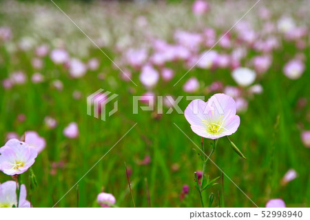 Hirao Gao Hirao Gao 52998940