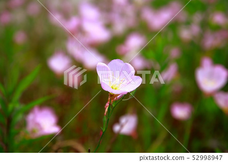 Hirao Gao Hirao Gao 52998947