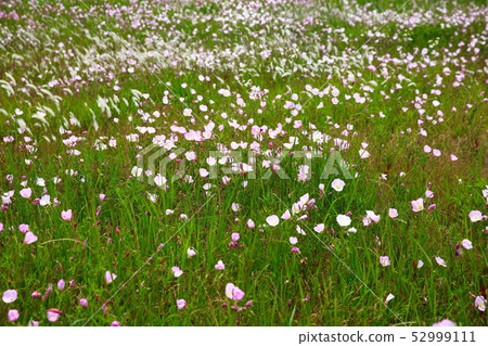 Grass Grass 52999111