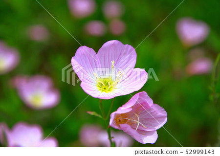 Hirao Gao Hirao Gao 52999143