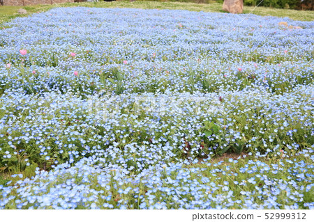 Nemophila flower Nemophila flower 52999312
