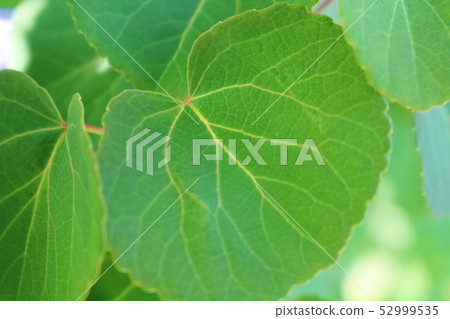 景觀Wakaba心形Katsura葉春天清爽的柏木 52999535