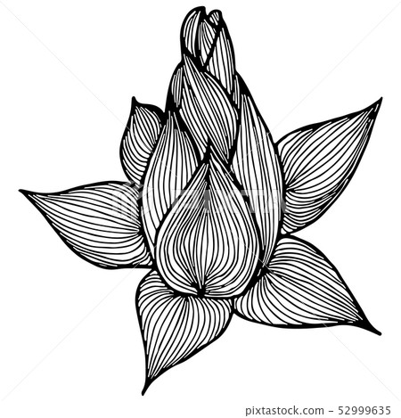 Abstract hand drawn lotus flower isolated on white - Stock Illustration ...