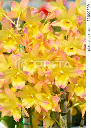 Dendrobum（雜交種;日出潘多拉） 53000709